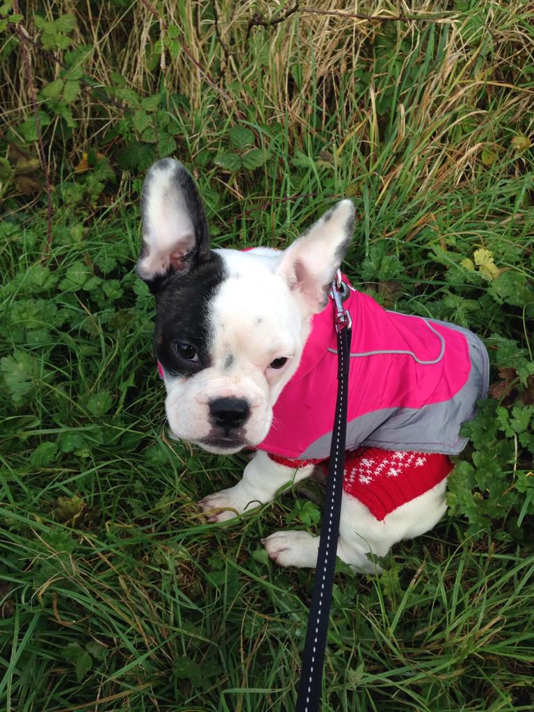 IndieFrenchie's tweet photo. mum put two coats on me to go walkies today and I was still cold! ❄️ http://t.co/9ttdyo5XbV