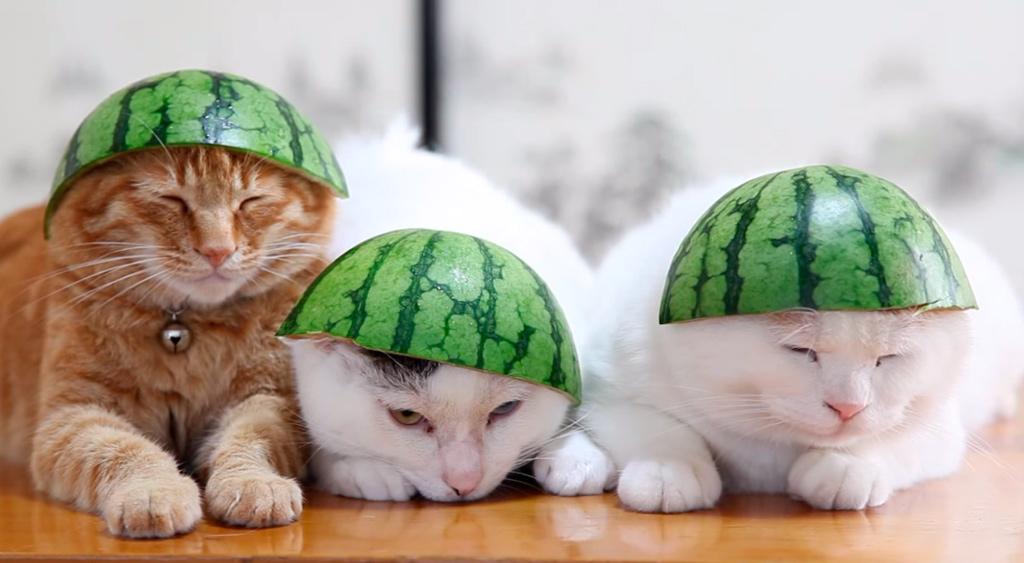 mascotafriends_'s tweet photo. ¿Qué hacen unos gatos con una sandía? Aquí tienes dos vídeos de lo que pueden hacer...
http://t.co/tljmVga7Et http://t.co/kiGCXFD53E
