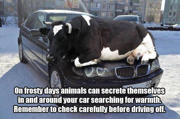 Cannon Hall Farm tweet media