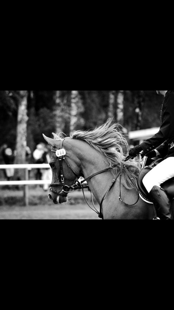 Elinadavidsson's tweet photo. Efter 14år tillsammans lämnar idag världens finaste ponny denna jord!💗 http://t.co/bnWKZPIoad