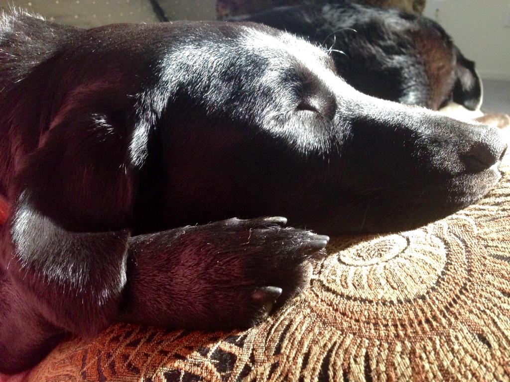 LadyD_NorCal's tweet photo. She took over the couch after some training yesterday. Love her puppy-face. #gundog #lucythelab #black lab http://t.co/Ze6BimjGmQ