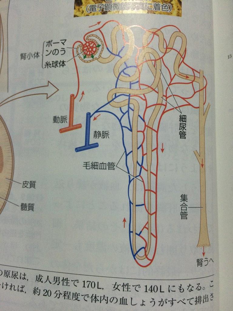 まめ V Twitter 生物 腎臓の構造 ヒトには2個の腎臓があり それぞれ100万個の ネフロン 腎単位 で構成されている ネフロンは 腎小体 糸球体とそれを取り囲むボーマンのう と 細尿管 腎細管 からなる Http T Co Vzcojtshzj