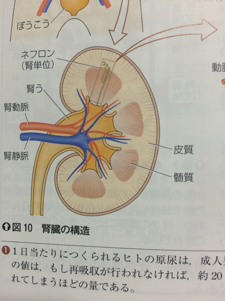 まめ V Twitter 生物 腎臓の構造 ヒトには2個の腎臓があり それぞれ100万個の ネフロン 腎単位 で構成されている ネフロンは 腎小体 糸球体とそれを取り囲むボーマンのう と 細尿管 腎細管 からなる Http T Co Vzcojtshzj