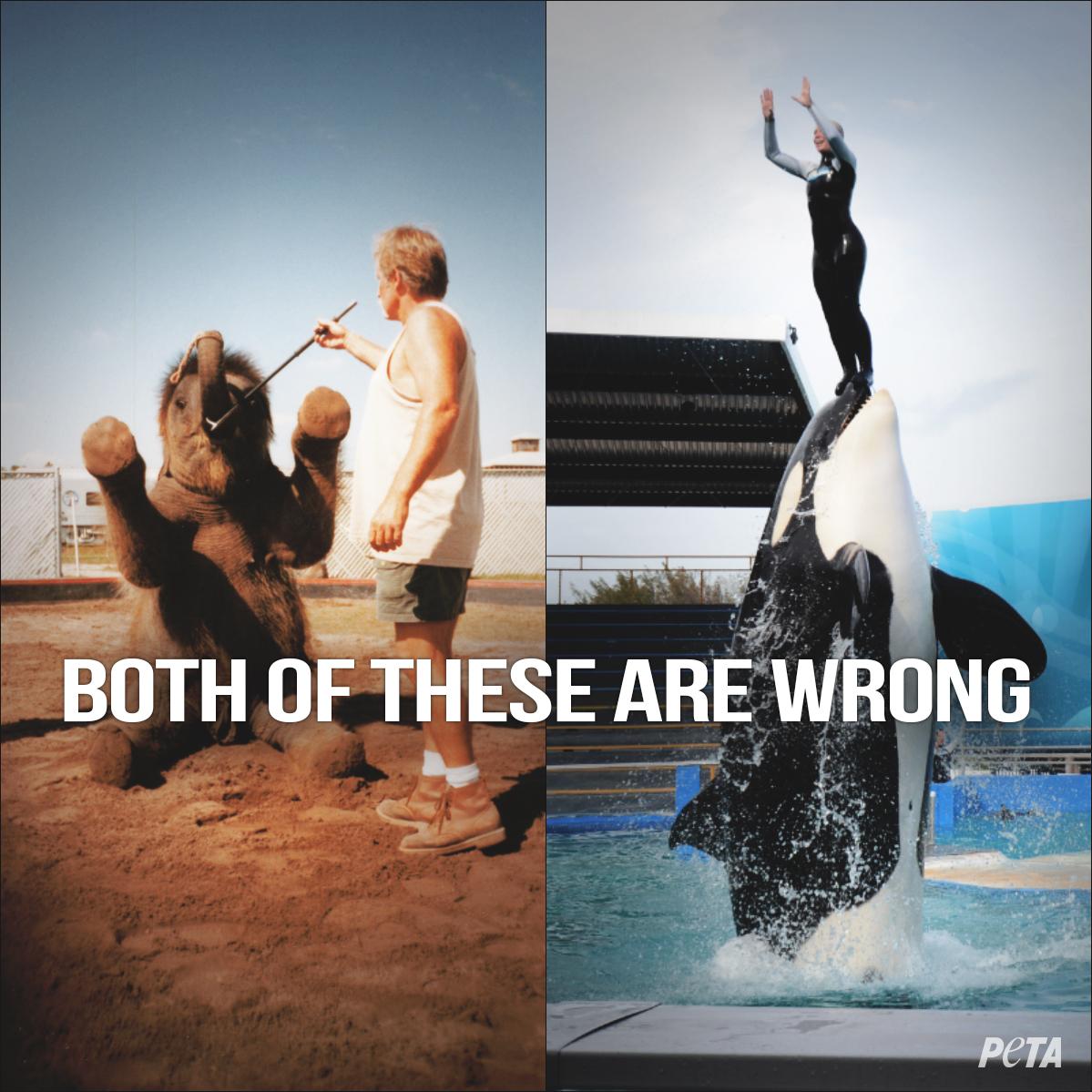Both were torn from family. Both were abused into performing tricks.

ABUSE IS ABUSE.

RT if u agree! #NotOurs2Use