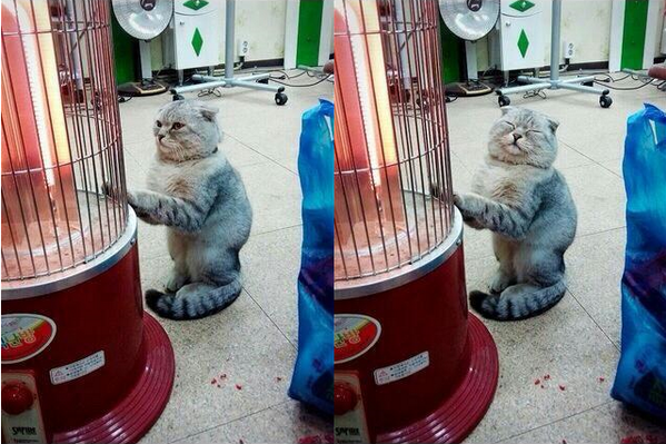 あーぬくいニャーｗｗｗｗ