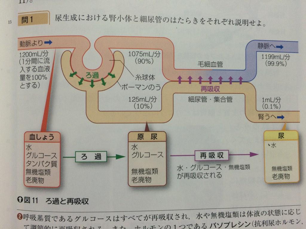 まめ On Twitter 生物 尿の生成 血液が腎臓に入ると 水分 グルコース 無機塩類 尿素など 糸球体の毛細血管壁の小さな穴を通過できる物質が ろ過 されて 原尿 となり そのうちの有用な物質が細尿管で 再吸収 され 残りが 尿 となる Http T Co