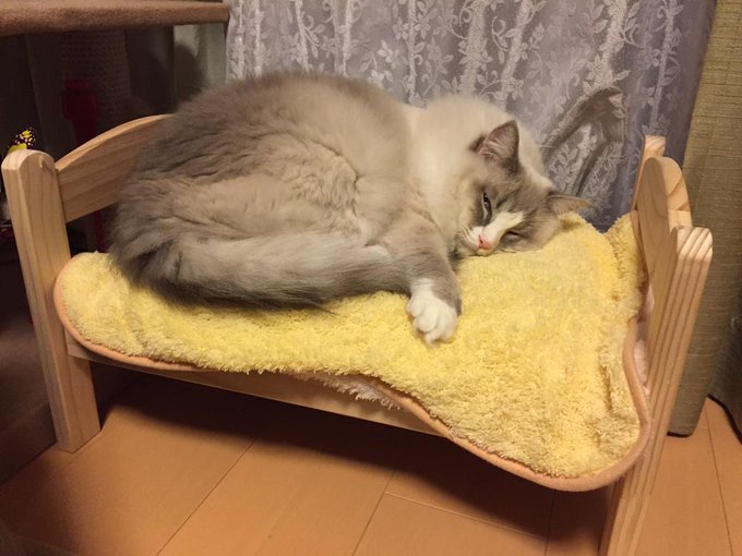 Treat Your Cat To This Tiny Ikea Bed And They Might Just Love You For It Pics Soranews24 Japan News