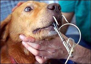 DankroftK9's tweet photo. "La medida del grado de educación de un hombre es la manera como trata a los animales" #NoAlMaltratoAnimal http://t.co/v6vGe7t6Dn