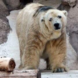 DankroftK9's tweet photo. "La medida del grado de educación de un hombre es la manera como trata a los animales" #NoAlMaltratoAnimal http://t.co/v6vGe7t6Dn