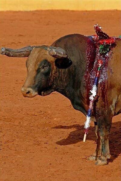 DankroftK9's tweet photo. "La medida del grado de educación de un hombre es la manera como trata a los animales" #NoAlMaltratoAnimal http://t.co/v6vGe7t6Dn