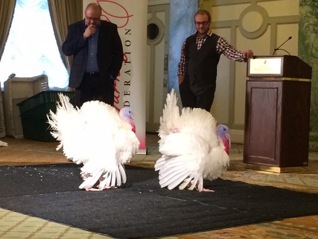 ABC_Katherine's tweet photo. Presidential Turkey Pardonees! To be named tomorrow #HappyThanksgiving #LuckyTurkeys http://t.co/GlcIkB8i4n