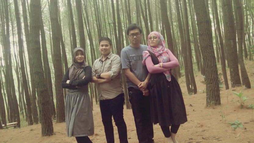 Pines forest