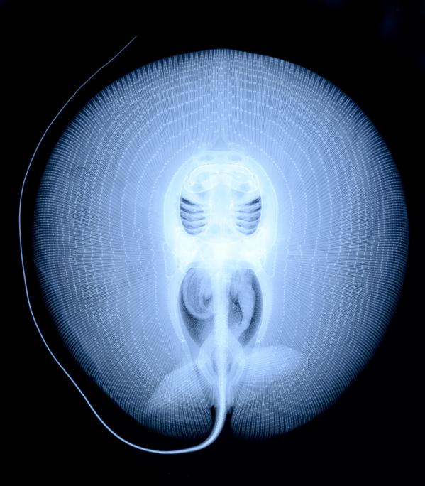 awkwardgoogle's tweet image. This is what an X-ray of a stingray looks like.