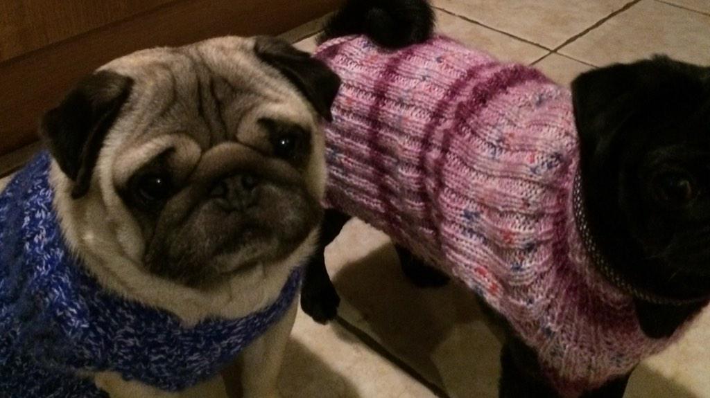 dogstrustshops's tweet photo. Fab donation of #handmade dog jumpers now available @DogsTrust @charitybargains Cowbridge #cosy #pugmodels http://t.co/zTnIkBfKRG