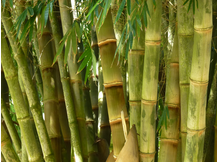 TechOlala's tweet image. PATATE! 100% natural WiFi Proof Baby blanket #AntiBacterial #Healthy #Ecofriendly #SafeForBaby igg.me/at/patate