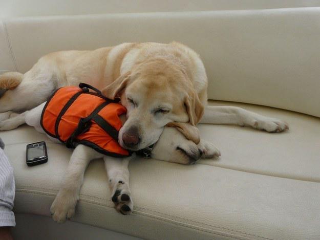 BuzzFeed's tweet photo. 42 reasons dogs will always be better than cats
http://t.co/LJbkvhomgw http://t.co/zMTXGeWdO1
