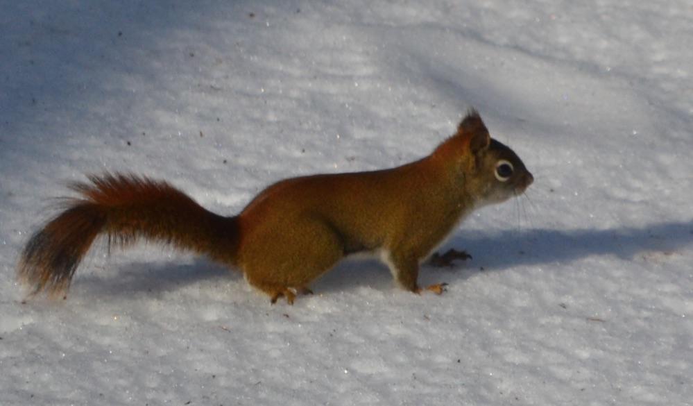 ChippyCMunk's tweet photo. Squirrel seems a bit unsure about this snow stuff http://t.co/sC2I1nRmX0