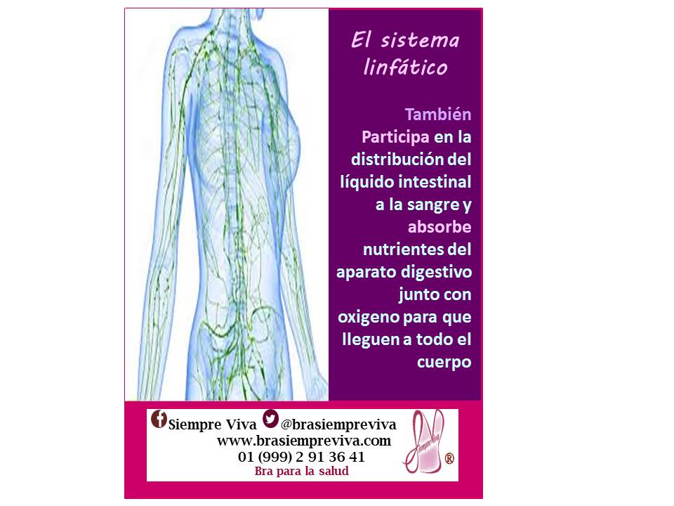 brasiempreviva's tweet photo. El #BraSiempreViva te ofrece seguridad y comodidad #SiempreViva #CancerDeMama #SaludFemenina #Turbantes http://t.co/AVx9VN9DV0