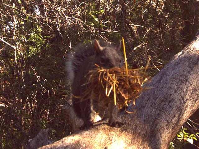 JRWildlife's tweet photo. Western gray squirrel with nesting material. More trail cam pics http://t.co/7h2Alv2sCQ #mammlwatching #wildlife http://t.co/MBgrGPp27g