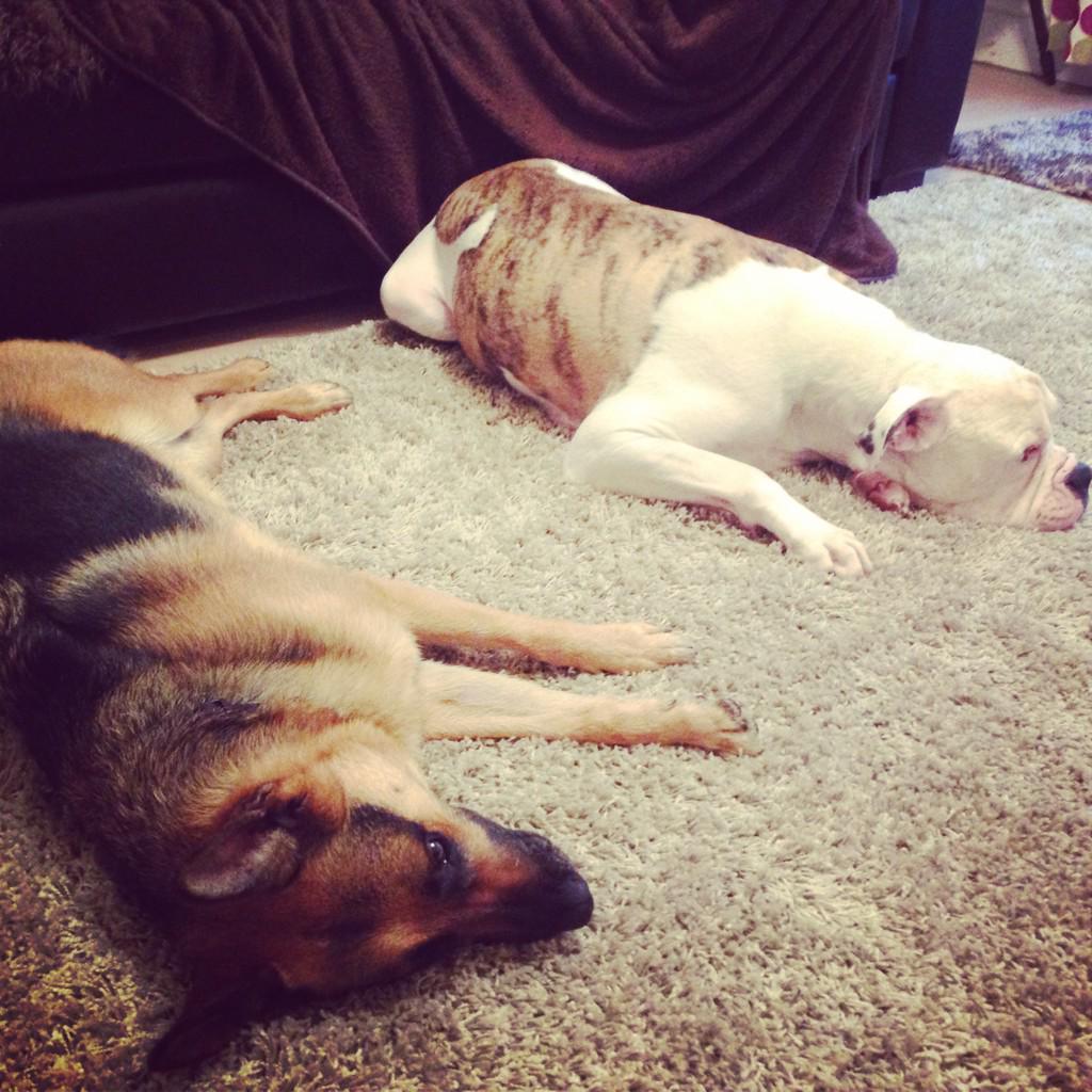 <a href="/RSPCA_official/">RSPCA (England & Wales)</a> #AdoptDontShop every time :) my furbaby's came from <a href="/CorynRDR/">Rochdale Dog Rescue</a> &amp; <a href="/manchdogs/">Manchester & Cheshire Dogs Home</a> #Ellis &amp; #Zara 🐾💕🐾💕🐾