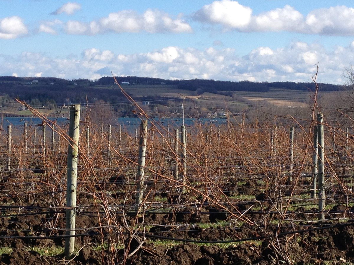 We are open from noon till 5 pm on Wednesday and closed on Thanksgiving Day! #skaneateleswinery #anyelaswine