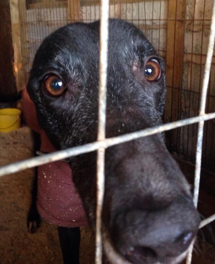 27reasonstorock's tweet image. This lad fell on hard times saved from PTS let's change his life get him a loving home ASAP @NWDogRescue #rehome #RT