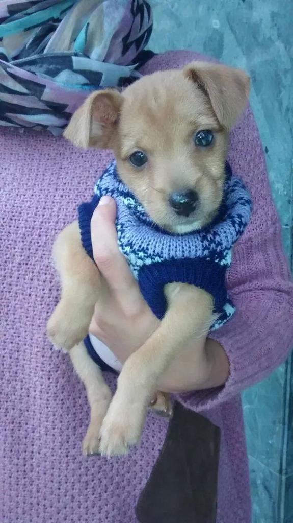 LASAnimal's tweet photo. https://t.co/VJnBp6y8lZ EL BEBÉ #LUCKY, 2meses, BUSCA HOGAR!! Va a ser peque de tamaño http://t.co/yKzw6a2xrq