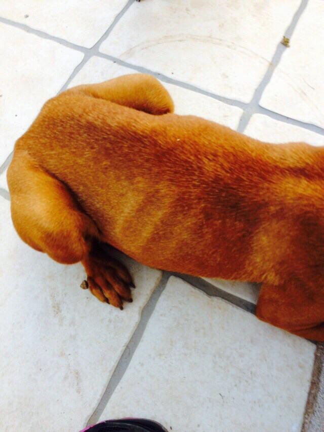 LASAnimal's tweet photo. MUY URGENTE!! CACHORRA DE BOXER EN LA CALLE DESNUTRIDA! Han visto q la echaban desde un coche, PADRINOS PARA RESCATE! http://t.co/HqlNHnr7VJ