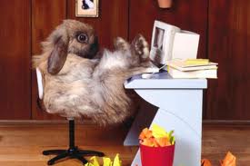 Humate333's tweet image. animals in the lead