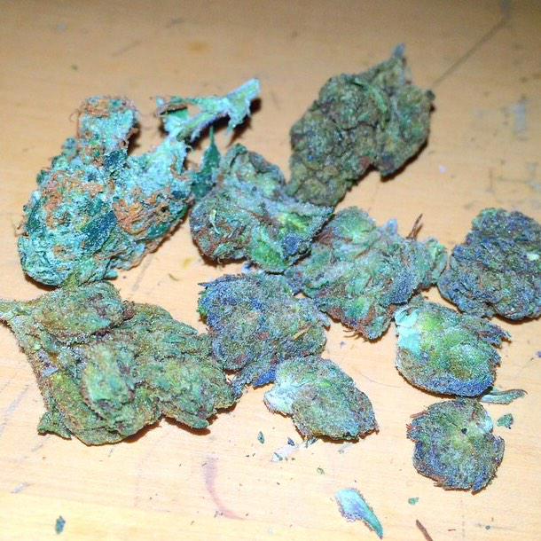 dailyloudpack's tweet image. Crazy Daily Loud pack (Blueberry Diesel)