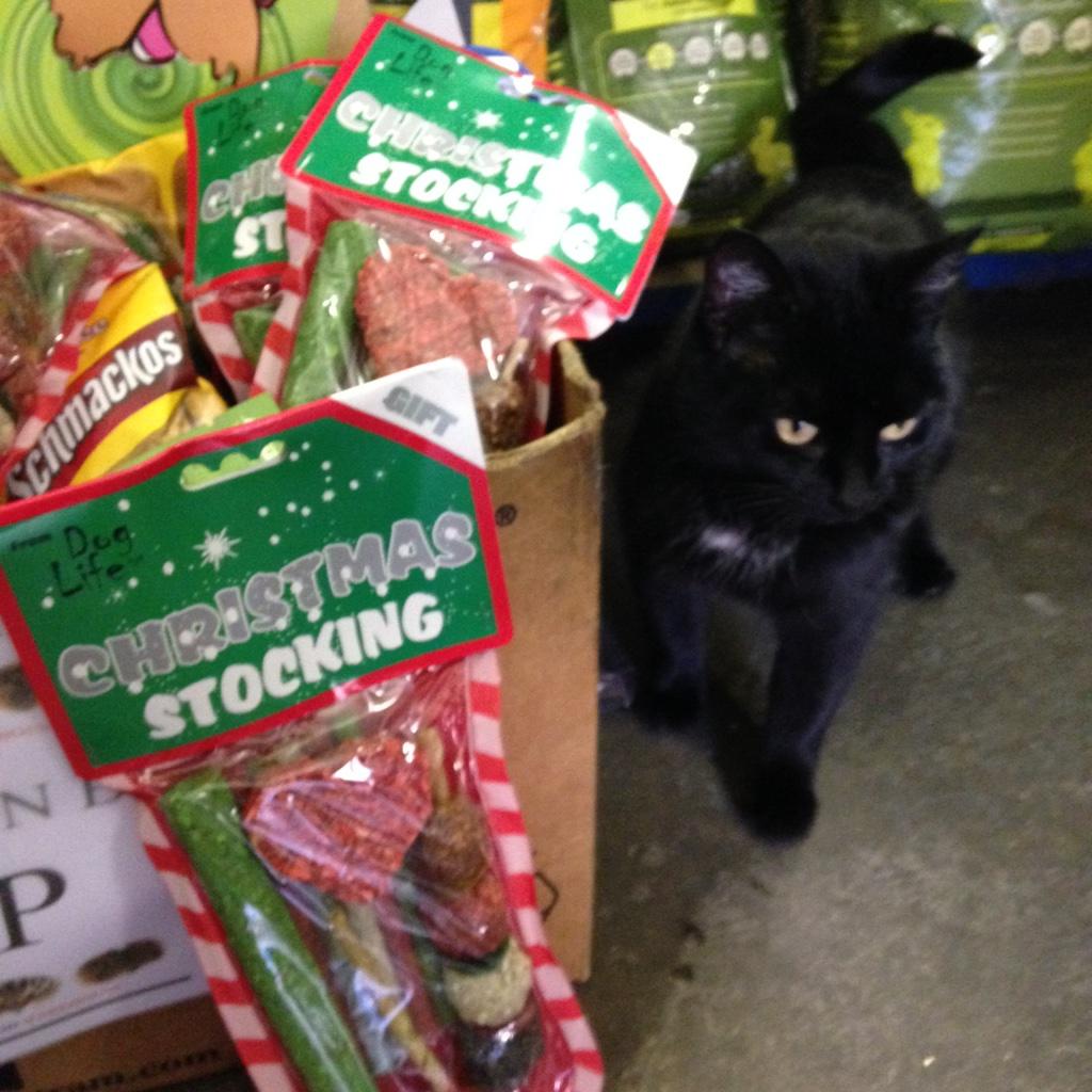 Christmas stockings <a href="/99p/">99p</a> <a href="/caninehour/">caninehour</a> <a href="/Devon_Hour/">#DevonHour</a> <a href="/SouthHams_Hour/">#SouthHamsHour</a> @ZanifareSW <a href="/Torbay_Hour/">#TorbayHour</a>