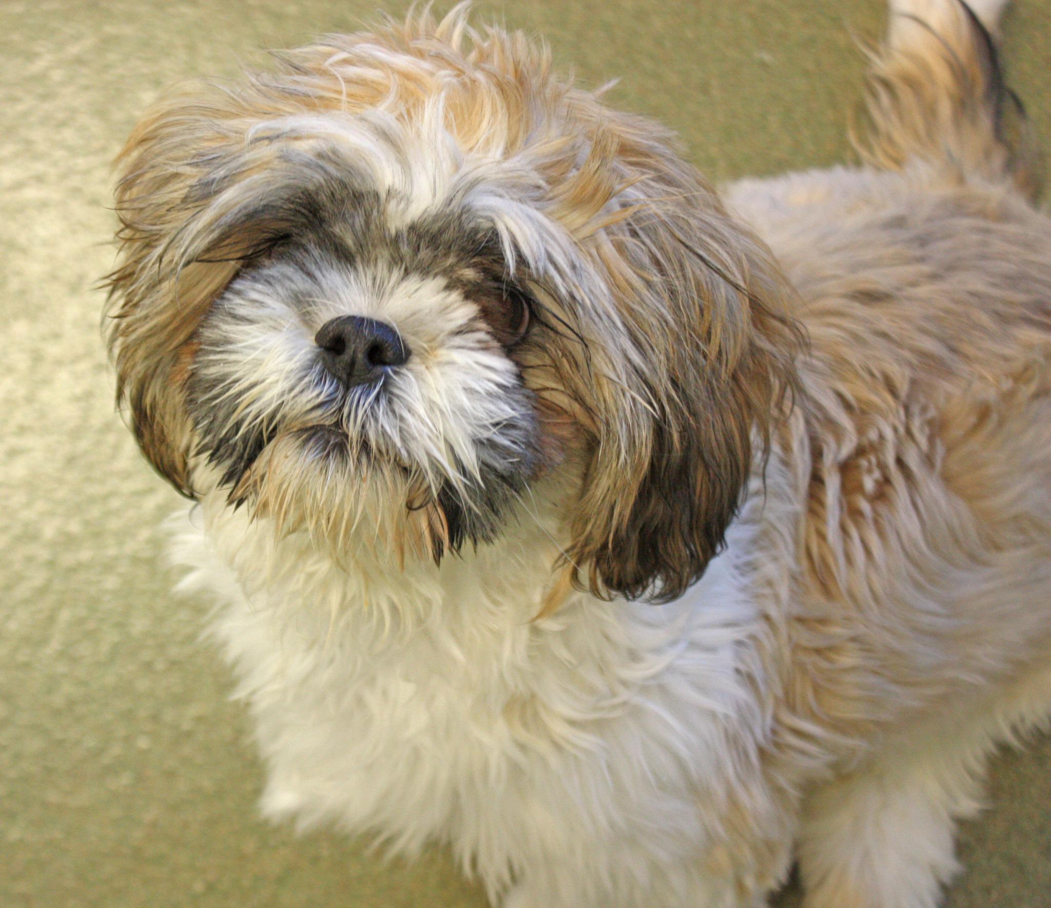 Spca Harrisonburg - xae7ful