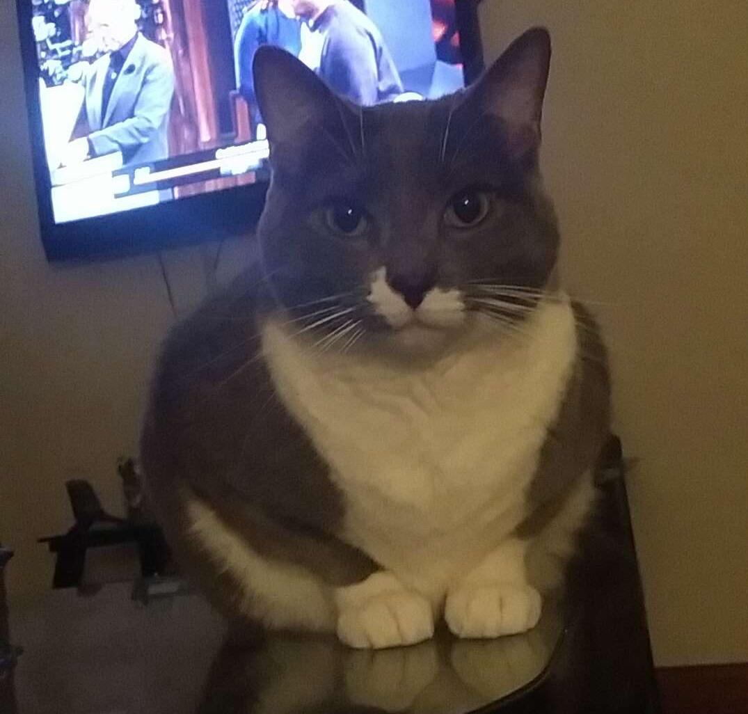 Luna The Cat tweet media