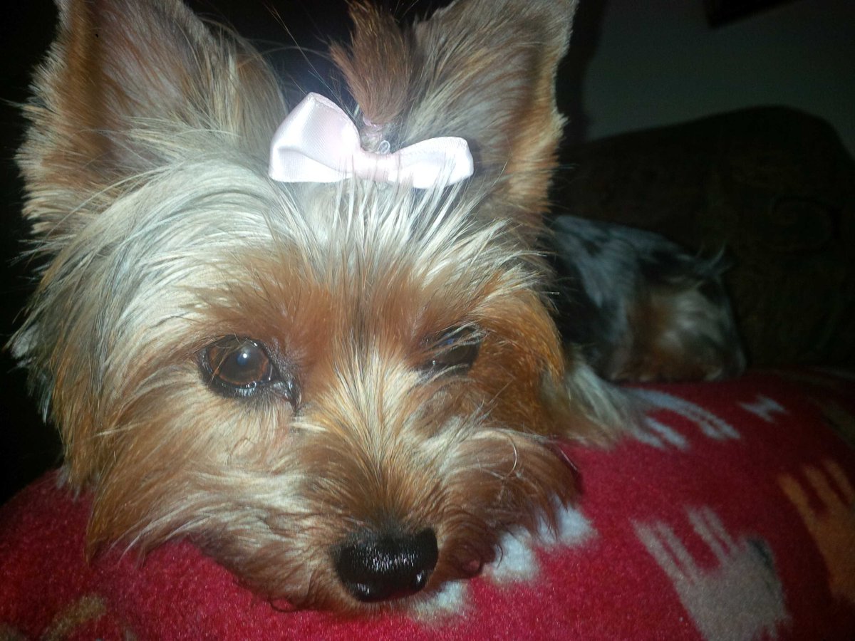 piccolamosca's tweet photo. My Juliette http://t.co/63hLX15ReH