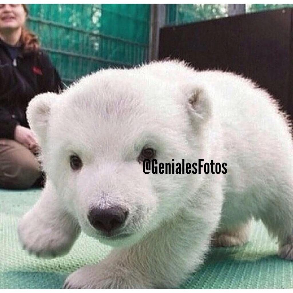 OraYReflexiona's tweet photo. Oso polar bebé ❤️ http://t.co/92LZGUnaM8