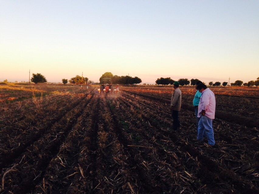 PazTrueba's tweet photo. @BramACCIMMYT @MasAgPlataforma #inicio de siembra de maiz en Plataforma MasAgro-AARSP http://t.co/Oy4owL86da
