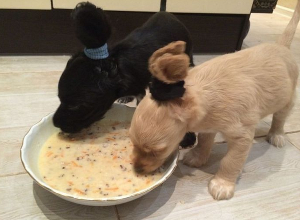 OutOfWild's tweet photo. When you gotta tie up your hair so it doesn't get in your food http://t.co/tuJ84u84y7
