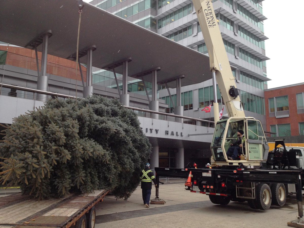 One month before Christmas, a massive spruce tree was installed today at Kitchener City Hall: bit.ly/1AQN7MD