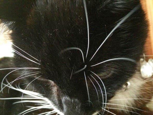 Nutmeg's Crew๐ป๐บ๐ฆ (@catgirl321) on Twitter photo <a href="/FreshOtis/">Otis, Willa, and Mom</a> Thx you so much Otis *HUGS* Felix was beautiful,gentle boy Efurryone who met him,loved him๐<a href="/TheTuxies/">The Tuxies</a> #wlf <a href="/FreshOtis/">Otis, Willa, and Mom</a> Thx you so much Otis *HUGS* Felix was beautiful,gentle boy Efurryone who met him,loved him๐<a href="/TheTuxies/">The Tuxies</a> #wlf