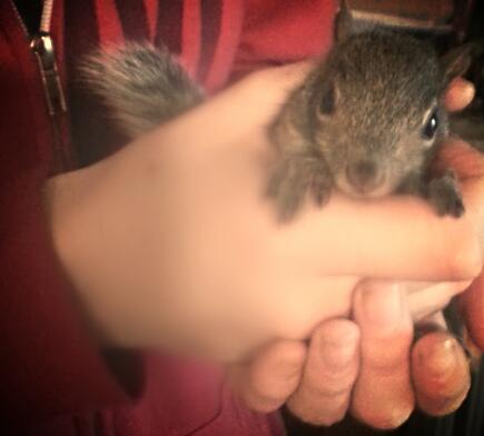 Holding a baby #squirrel its so cute! http://t.co/CDkd2hjixh<a href="/tag/squirrel"class="tags">#squirrel</a>
