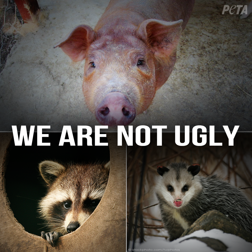 peta tweet picture