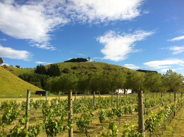 Top #wine pic >>> @lacollinanz >>> Good flowering day for #chardonnay @trinityhillwine today #NewZealand