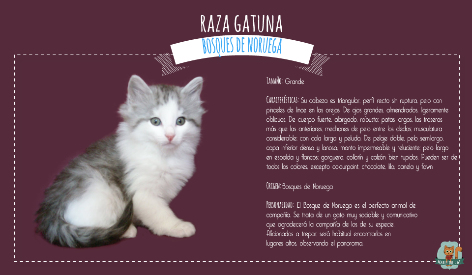Marlythecat's tweet photo. En nuestra raza gatuna, conoce al Bosques de noruega, una raza imponente y amorosa!! http://t.co/pPOn4Jg1qJ