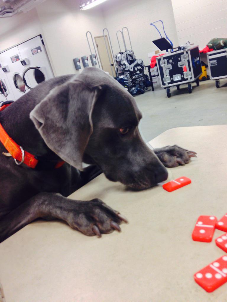ProduceFood's tweet photo. My dog dropped a double ten on me this weekend http://t.co/PMFpJyJ1H7
