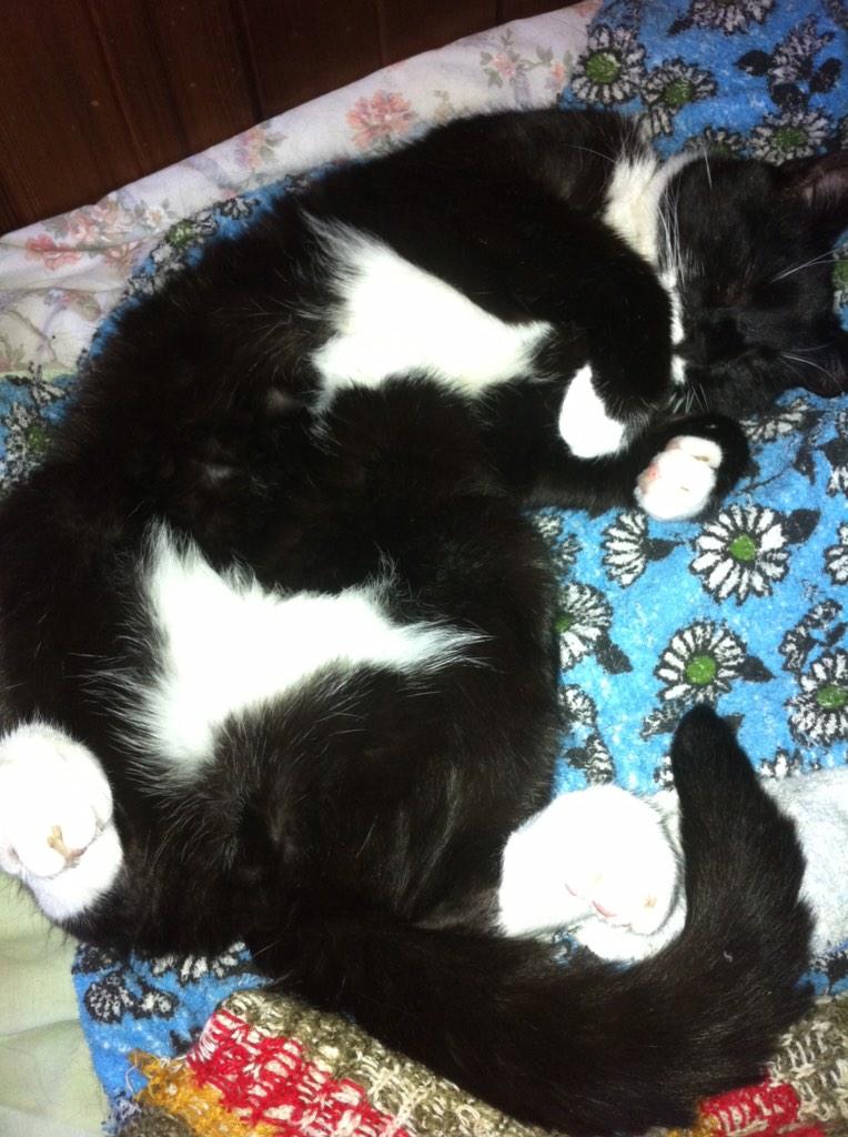 Nutmeg's Crew๐ป๐บ๐ฆ (@catgirl321) on Twitter photo <a href="/TheTuxies/">The Tuxies</a> So appreciative of your kindness๐ Mum thanks you f/ bottom of her heart *HUGS HUGS HUGS* #TributeRide #wlf <a href="/TheTuxies/">The Tuxies</a> So appreciative of your kindness๐ Mum thanks you f/ bottom of her heart *HUGS HUGS HUGS* #TributeRide #wlf