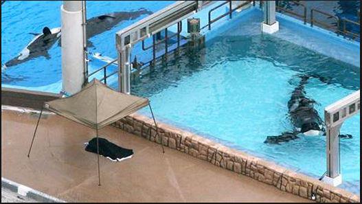Delphinusdelph's tweet photo. Would you keep your dog like this forever? Think its cruel? Then why do seaworld think this is ok? #OpSeaWorld https://t.co/YYsTnTSKkh