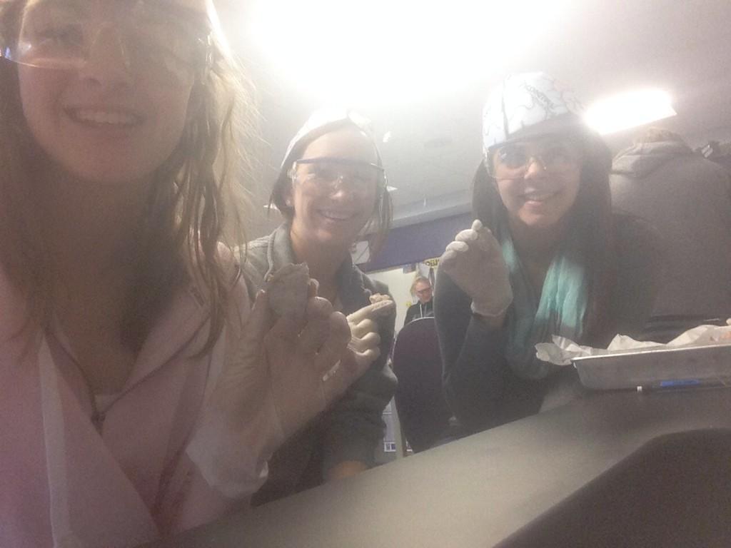 Sarah_Higgins5's tweet image. #braindissections #anatomy #braincaps @FarrarBio @GatesJordan @lexivantol