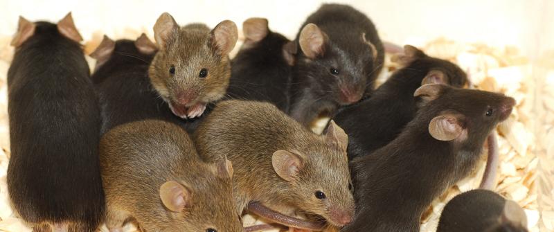 Female #mice can give birth when they are two months old and are able to have babies 6 to 10 times per year!