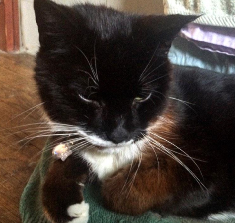 The Tuxies (@thetuxies) on Twitter photo Sending pawhugs to <a href="/catgirl321/">Nutmeg's Crew๐ป๐บ๐ฆ</a> mum. #RIP Felix. Run free dear puss. #TributeRide #WLF #BBOT #PA Sending pawhugs to <a href="/catgirl321/">Nutmeg's Crew๐ป๐บ๐ฆ</a> mum. #RIP Felix. Run free dear puss. #TributeRide #WLF #BBOT #PA