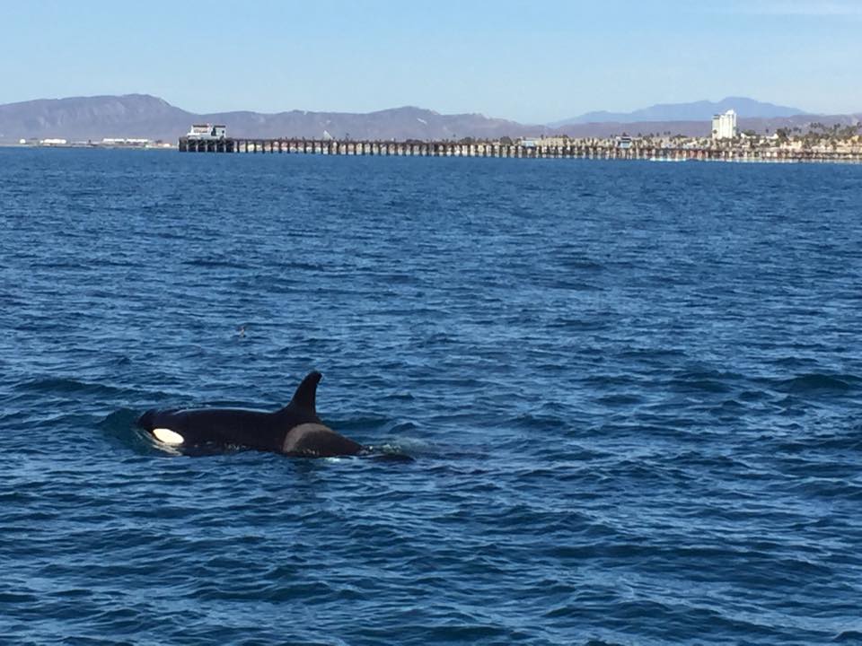OsideCAChamber's tweet photo. Can you believe this? Orcas in #Oceanside! http://t.co/zR22HGr2QI